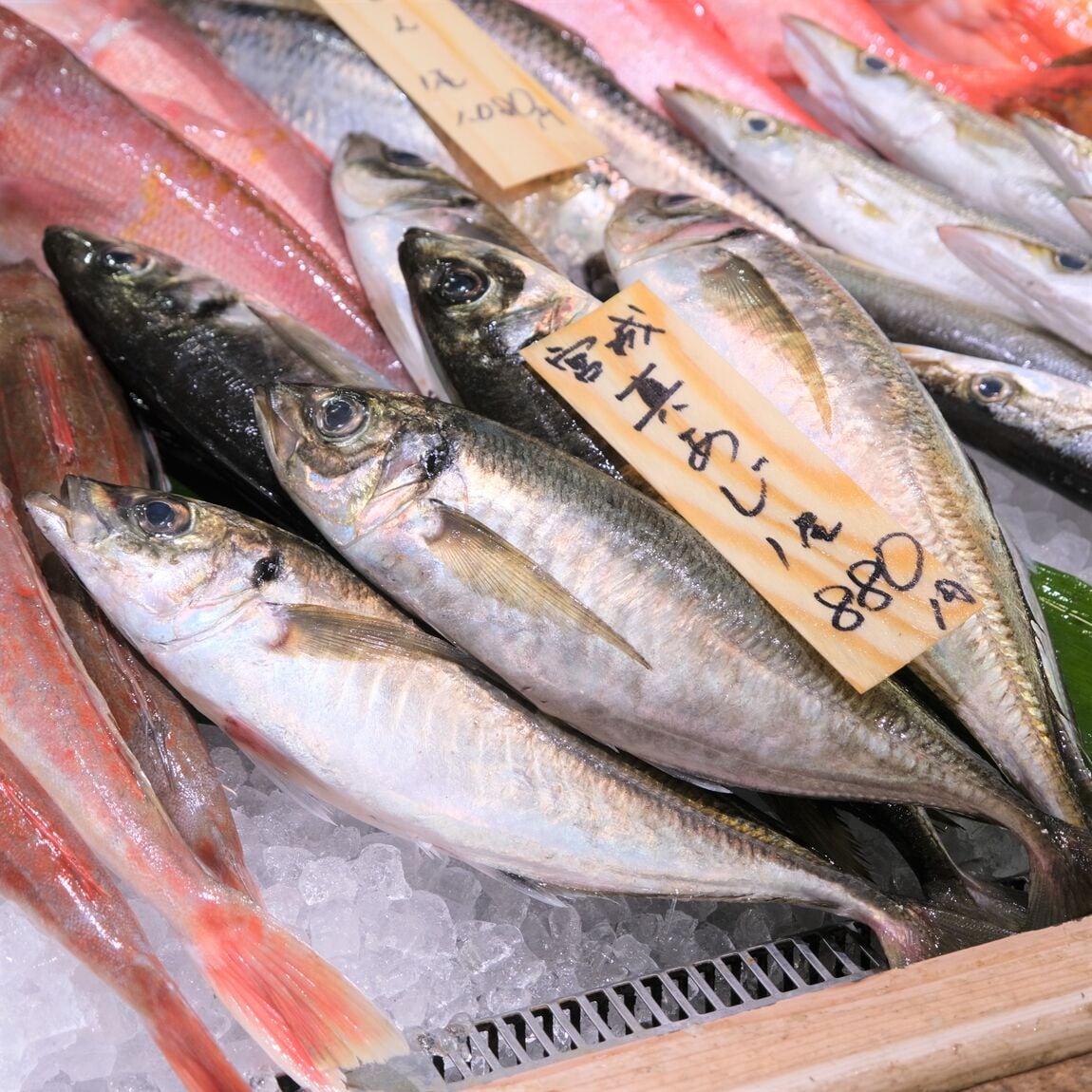 【堺北花田】今日のおすすめは『真あじ』と『牡蠣』｜鮮魚売場から