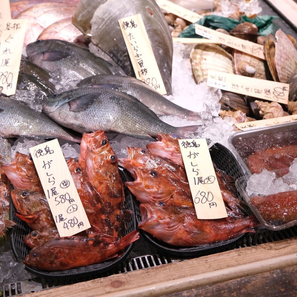 【堺北花田】今日のおすすめは『沖めばる』｜鮮魚売場から