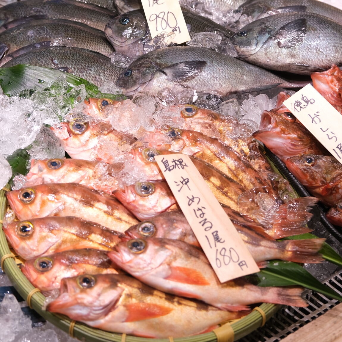 【堺北花田】今日のおすすめは『沖めばる』｜鮮魚売場から