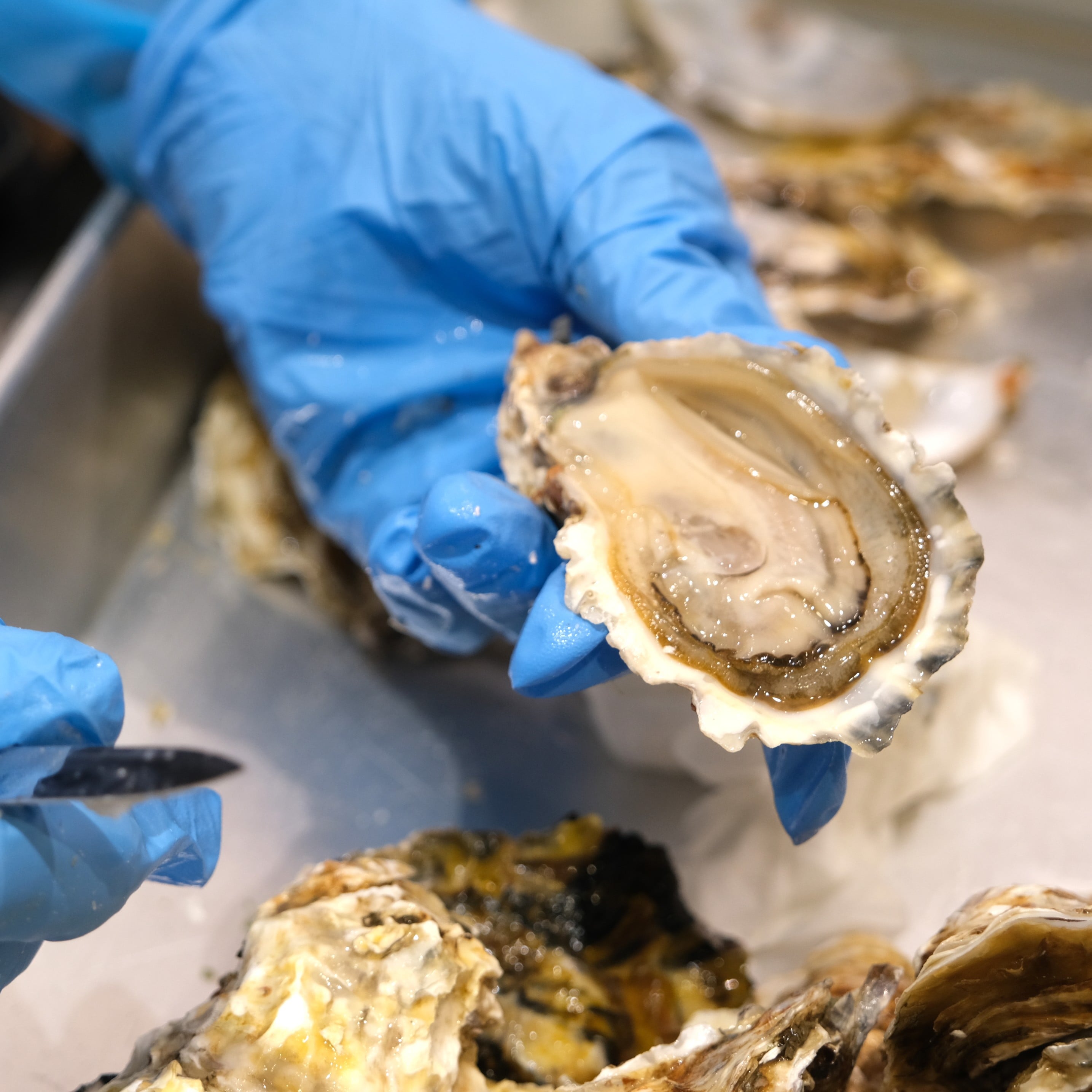 【堺北花田】かなわの『殻付牡蠣 先端』販売中です｜鮮魚売場から