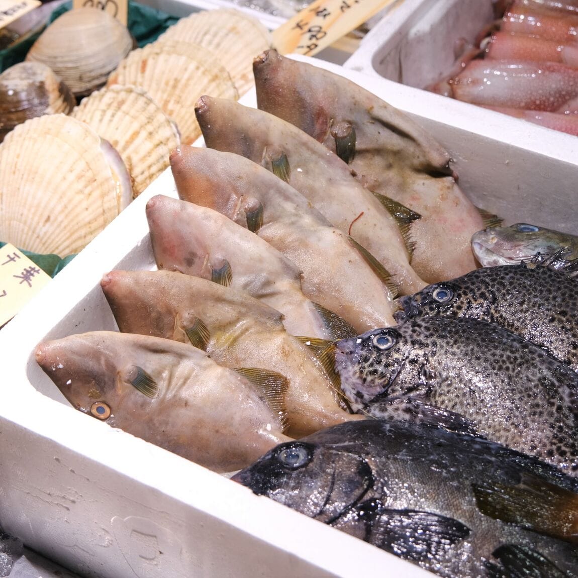 【堺北花田】今日のおすすめは島根県産のお魚｜鮮魚売場から