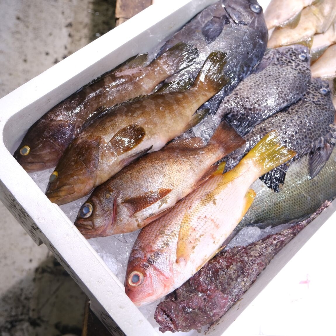 【堺北花田】今日のおすすめは島根県産のお魚｜鮮魚売場から