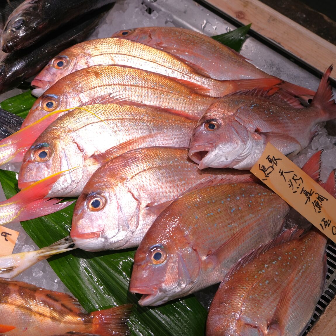 【堺北花田】今日のおすすめは『天然真鯛』｜鮮魚売場から