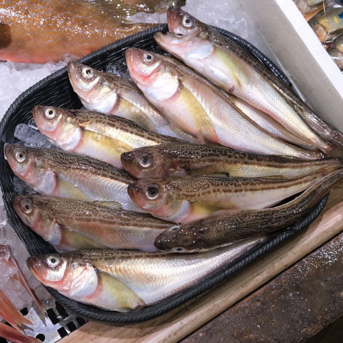 【堺北花田】今日のおすすめは『はたはた』｜鮮魚売場から