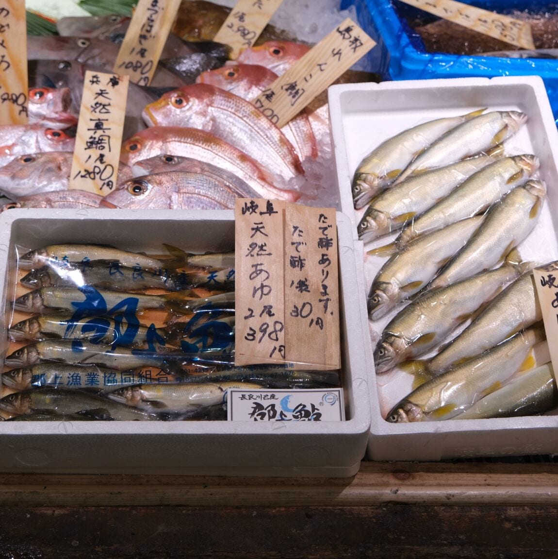 【堺北花田】今日のおすすめは『はたはた』｜鮮魚売場から