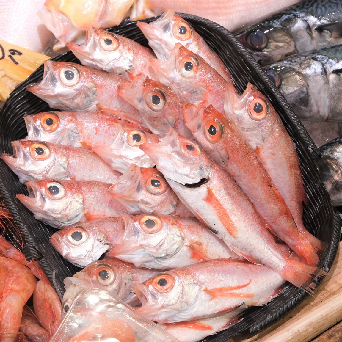 【堺北花田】今日のおすすめ『のどぐろ』｜鮮魚売場から