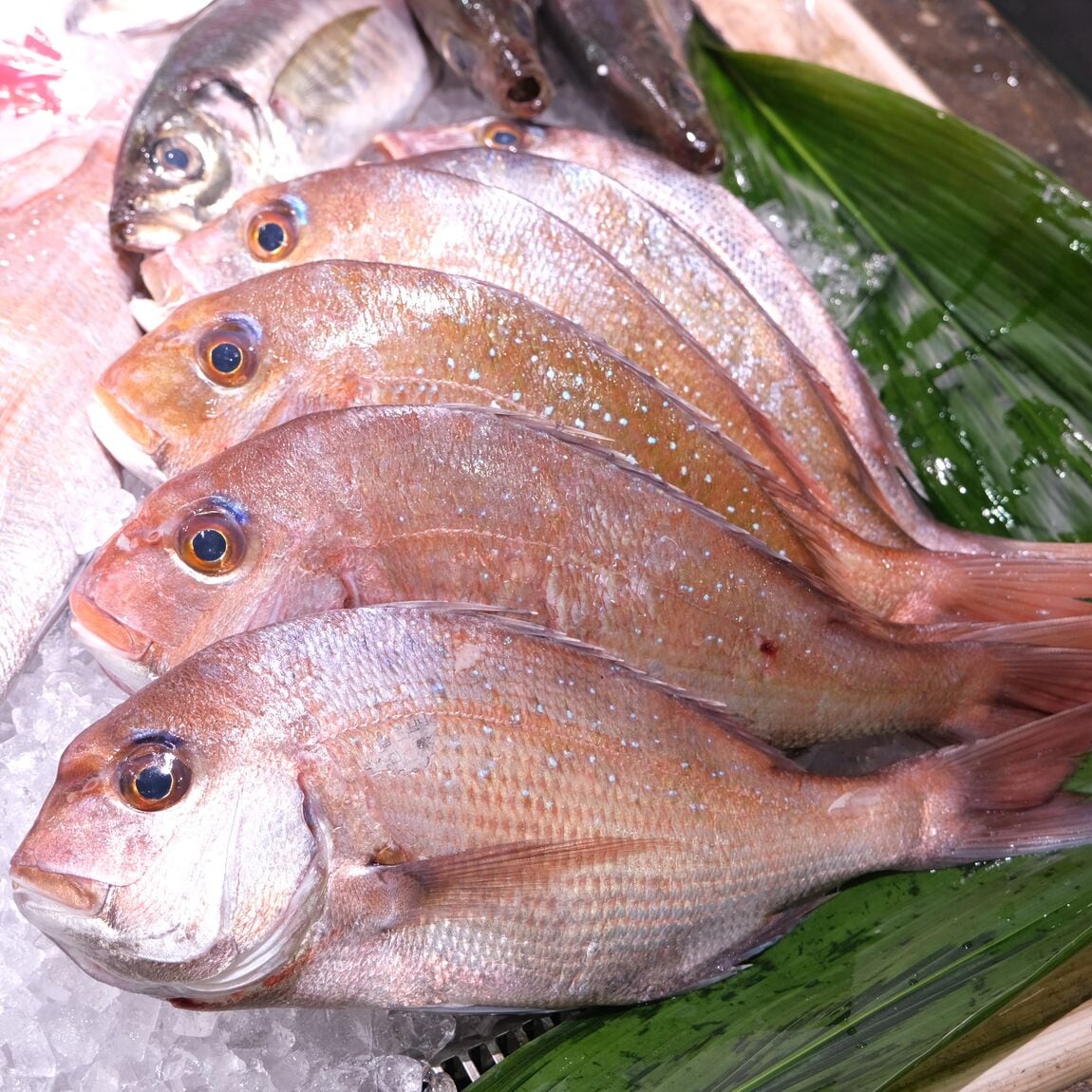 【堺北花田】今日のおすすめは『天然真鯛』｜鮮魚売場から