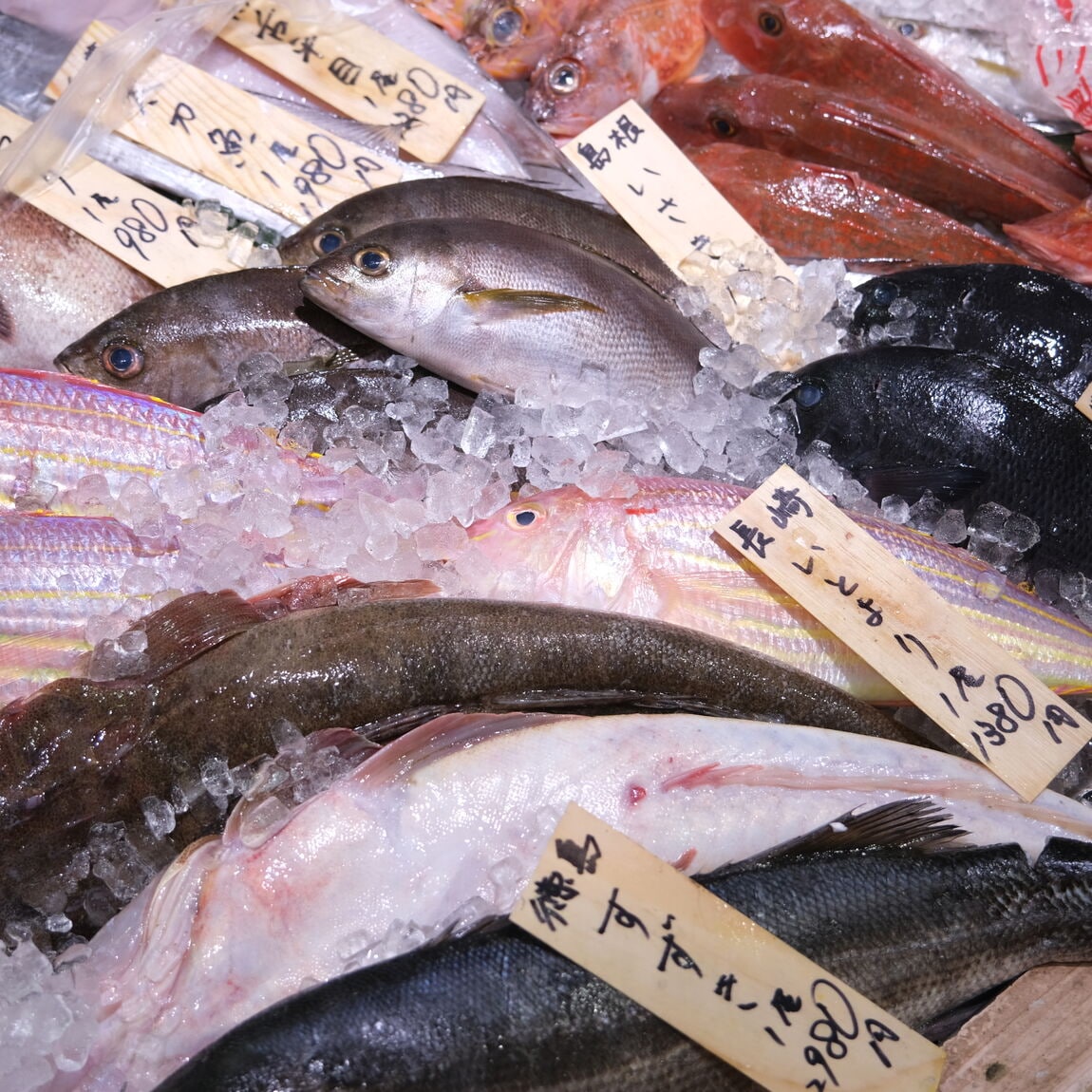 【堺北花田】今日のおすすめは『天然真鯛』｜鮮魚売場から