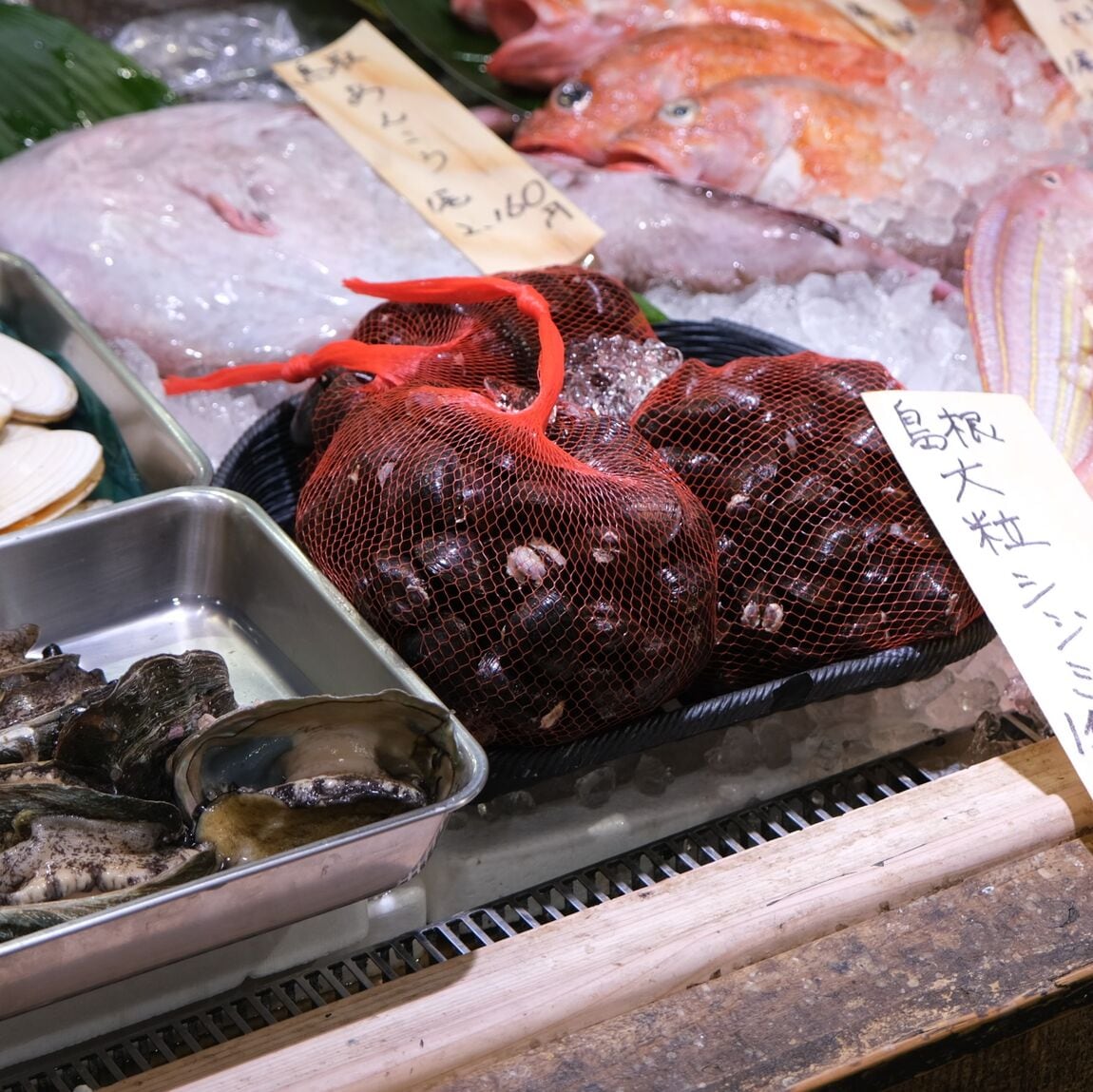 【堺北花田】今日のおすすめ『剣先イカ』｜鮮魚売場から