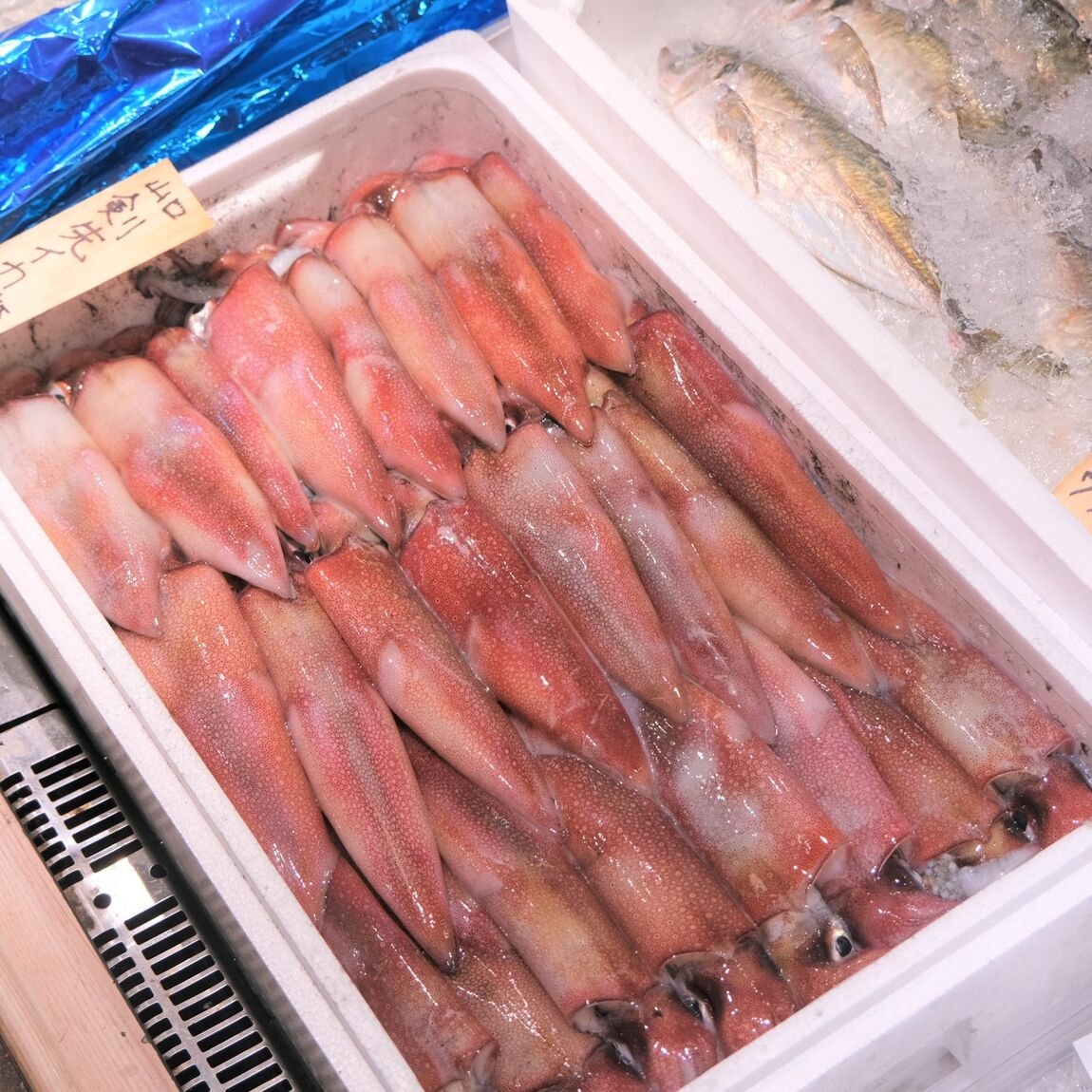 【堺北花田】今日のおすすめ『剣先イカ』｜鮮魚売場から