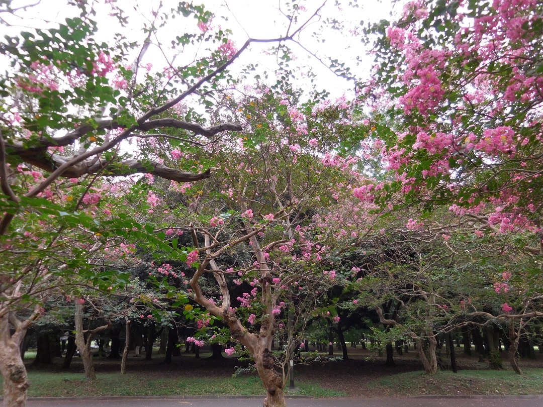 代々木公園