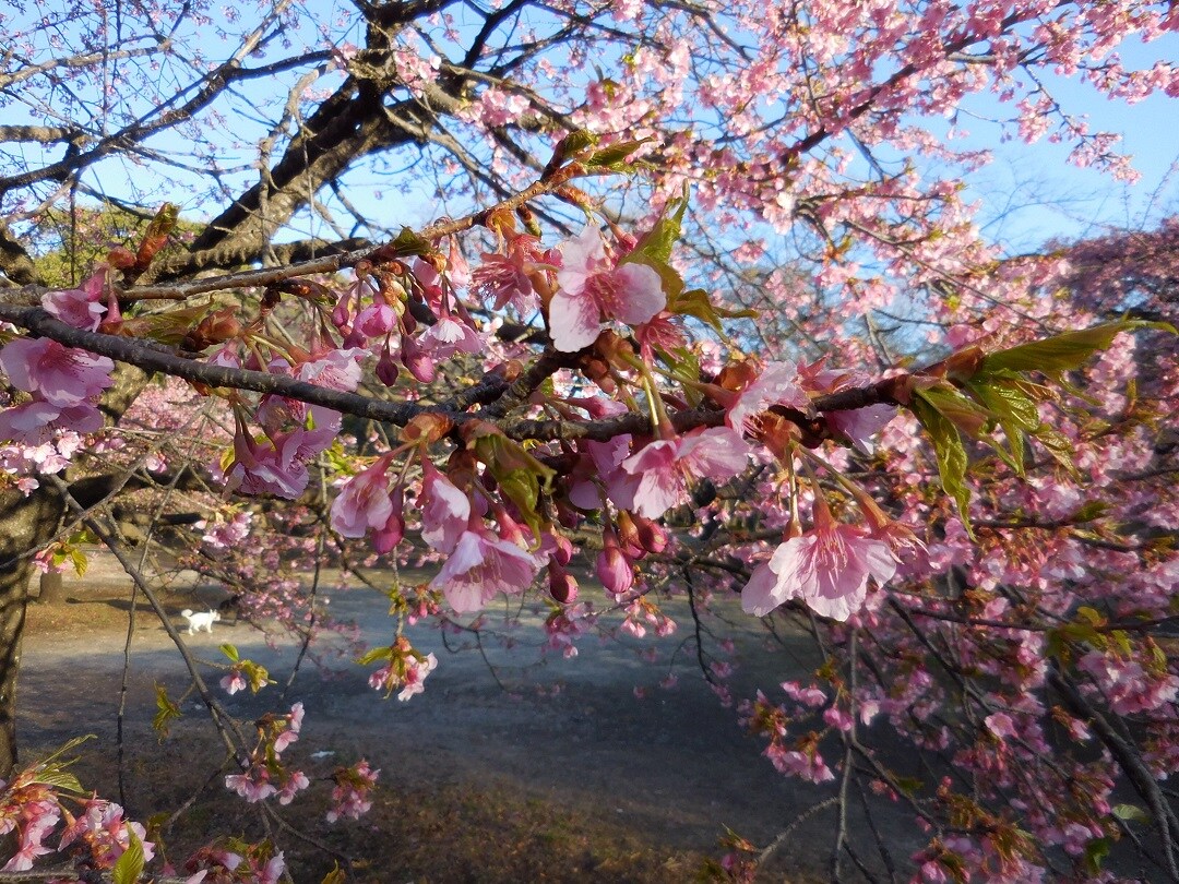 河津さくら