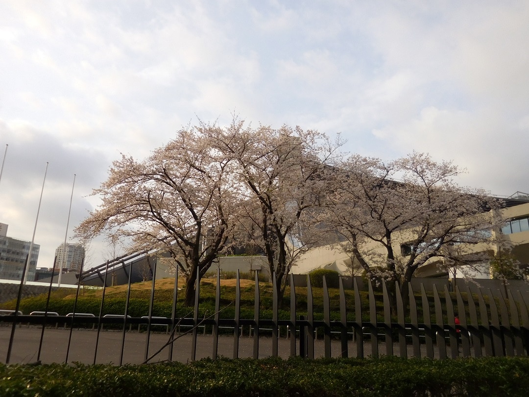 桜