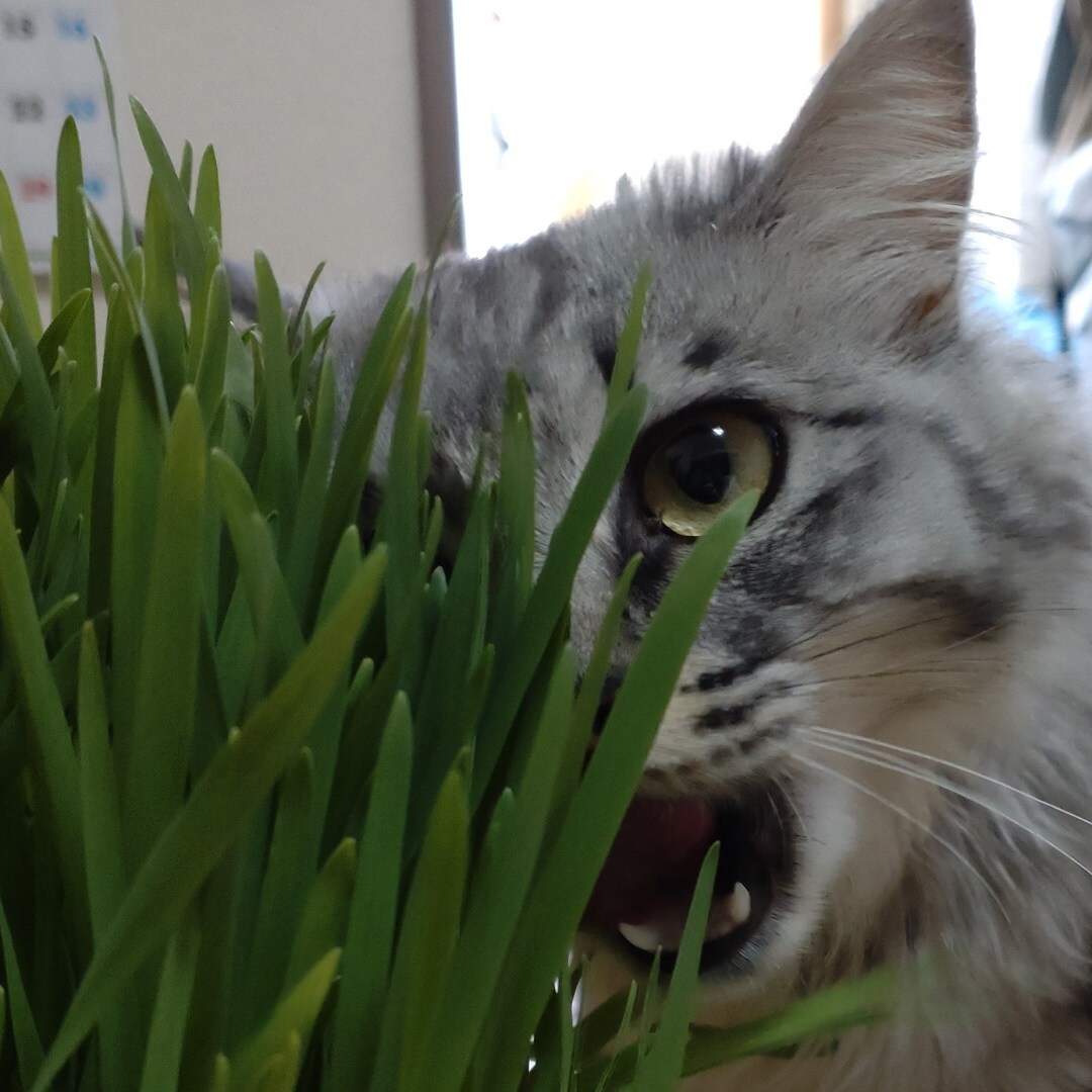 猫草栽培セット