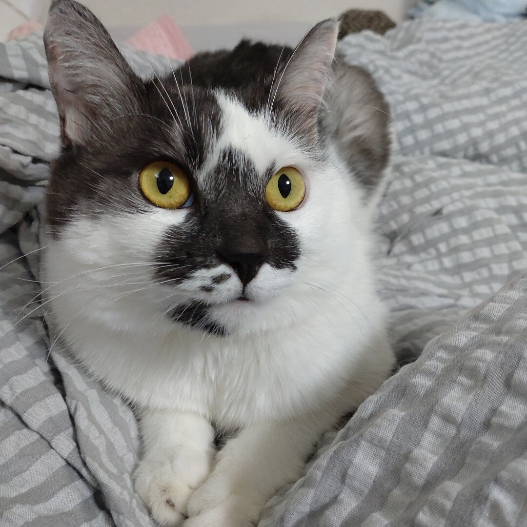 猫草栽培セット