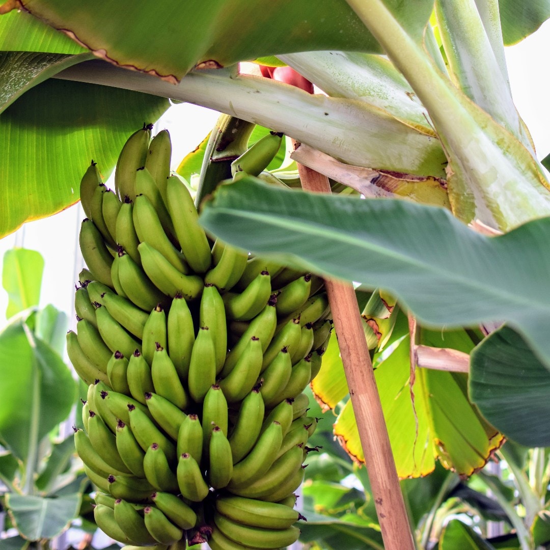大宮マルイ 埼玉県のバナナ農園に行ってみませんか 無印良品