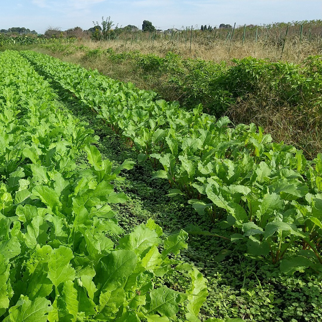見沼野菜