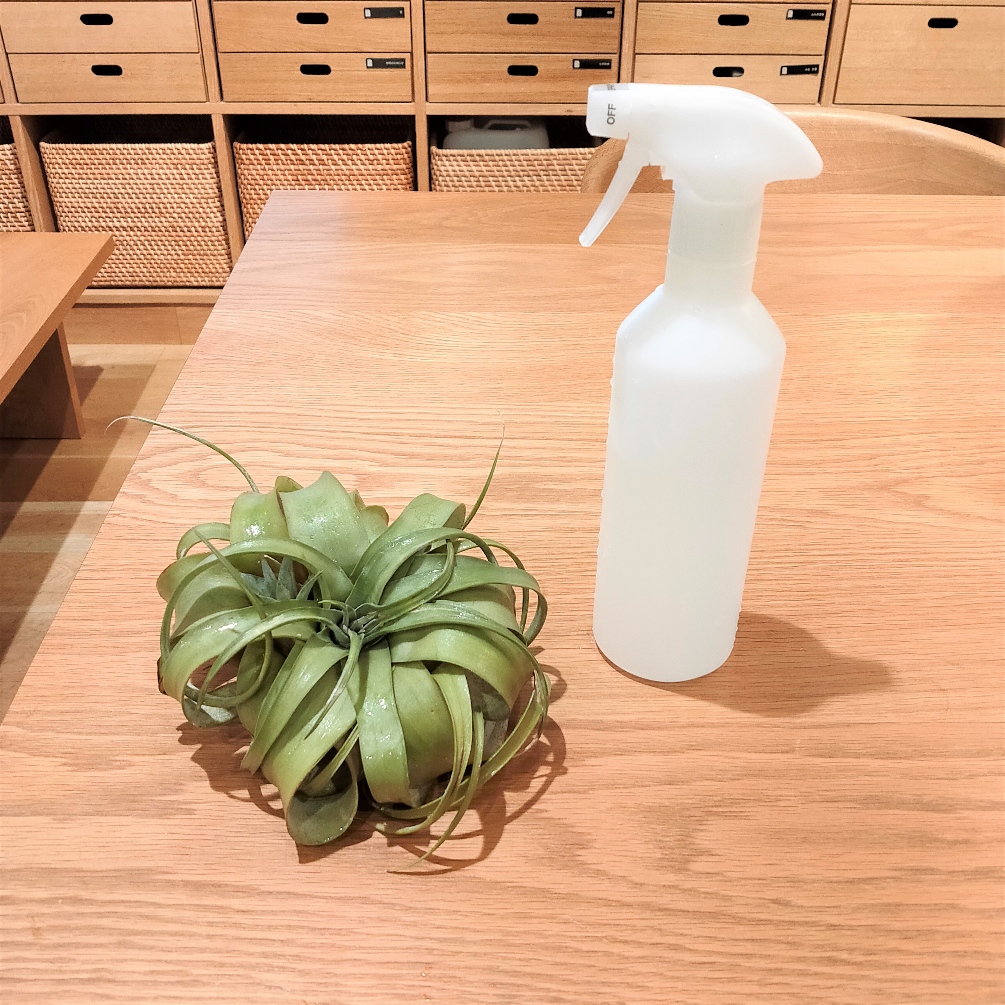 イオンモールｋｙｏｔｏ 土がいらない植物 エアプランツ 無印良品