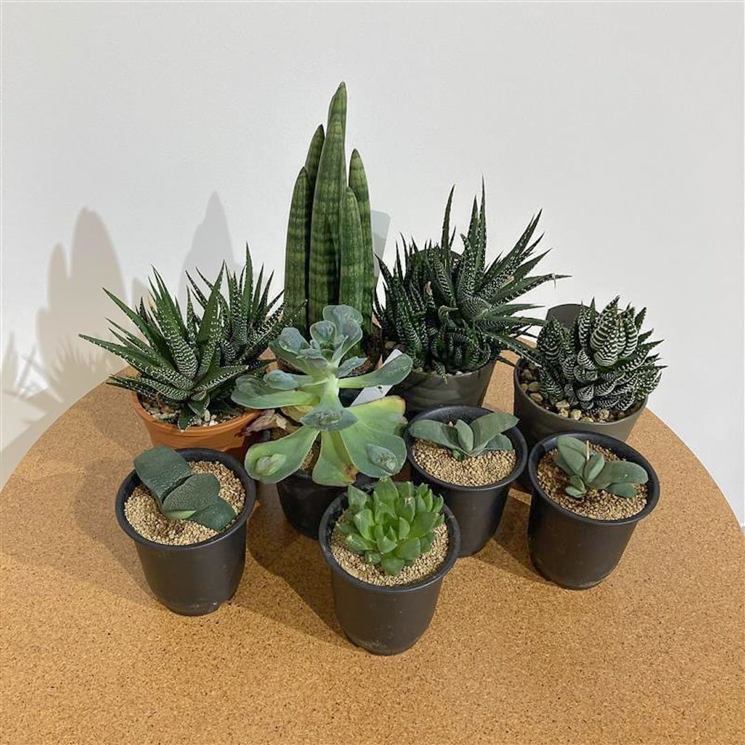 【グランフロント大阪】はじめての方にもおすすめ サボテンと多肉植物_2Vift0
