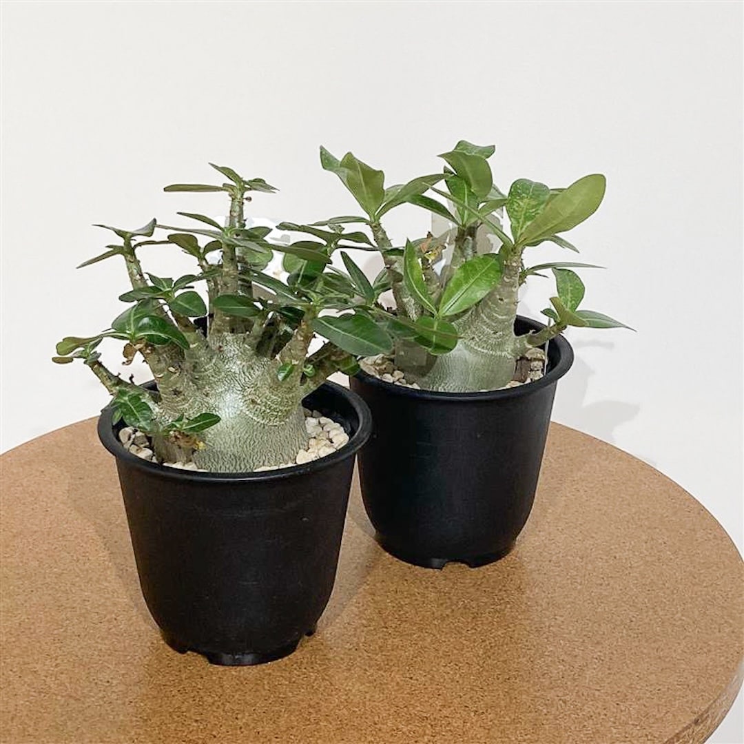 【グランフロント大阪】はじめての方にもおすすめ サボテンと多肉植物_ZSIrc3