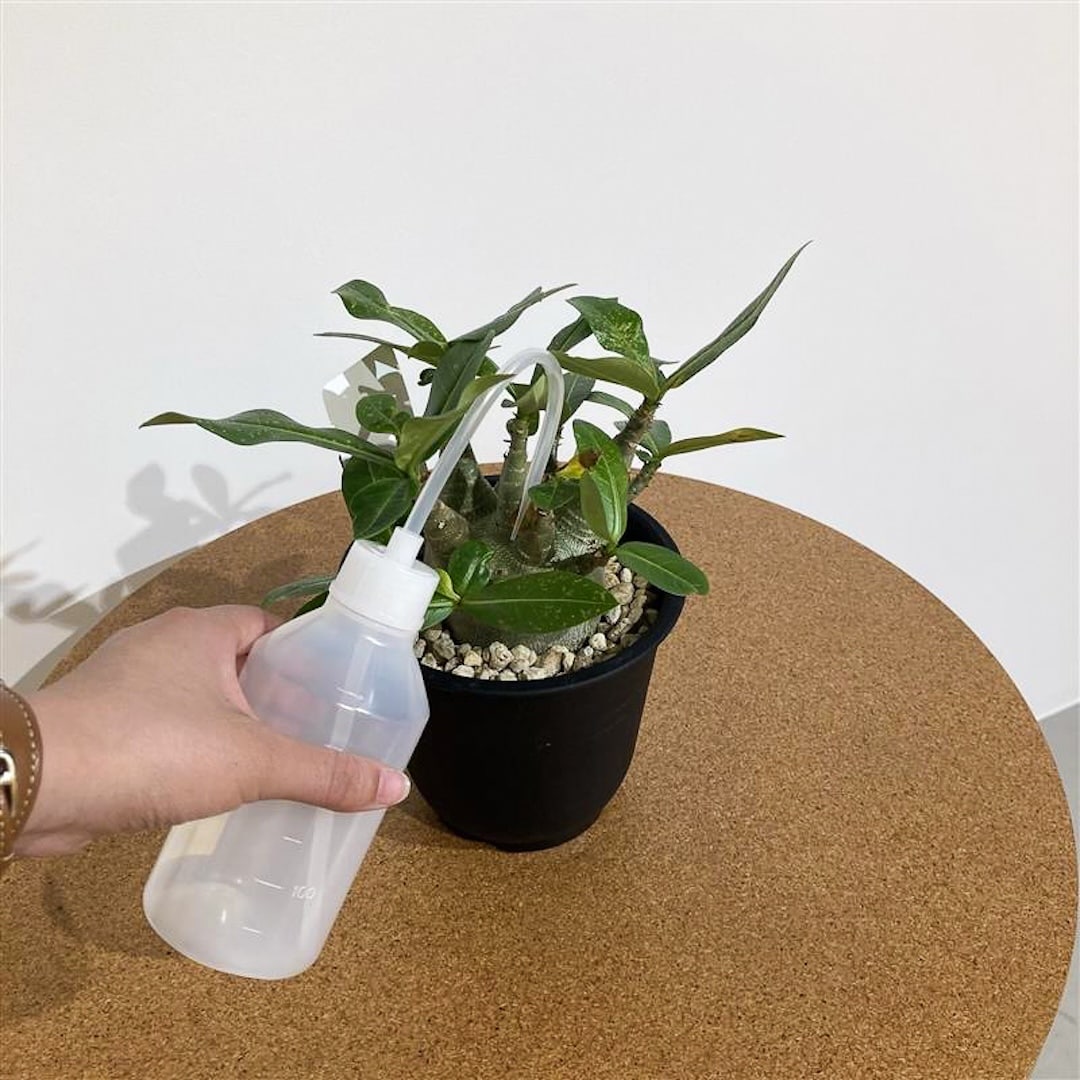 【グランフロント大阪】はじめての方にもおすすめ サボテンと多肉植物_AONy59