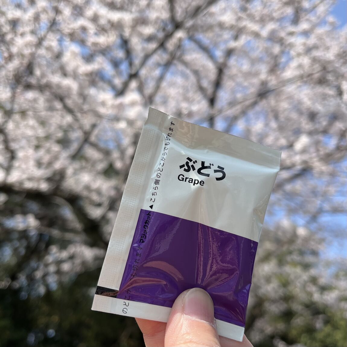 桜とゼリー
