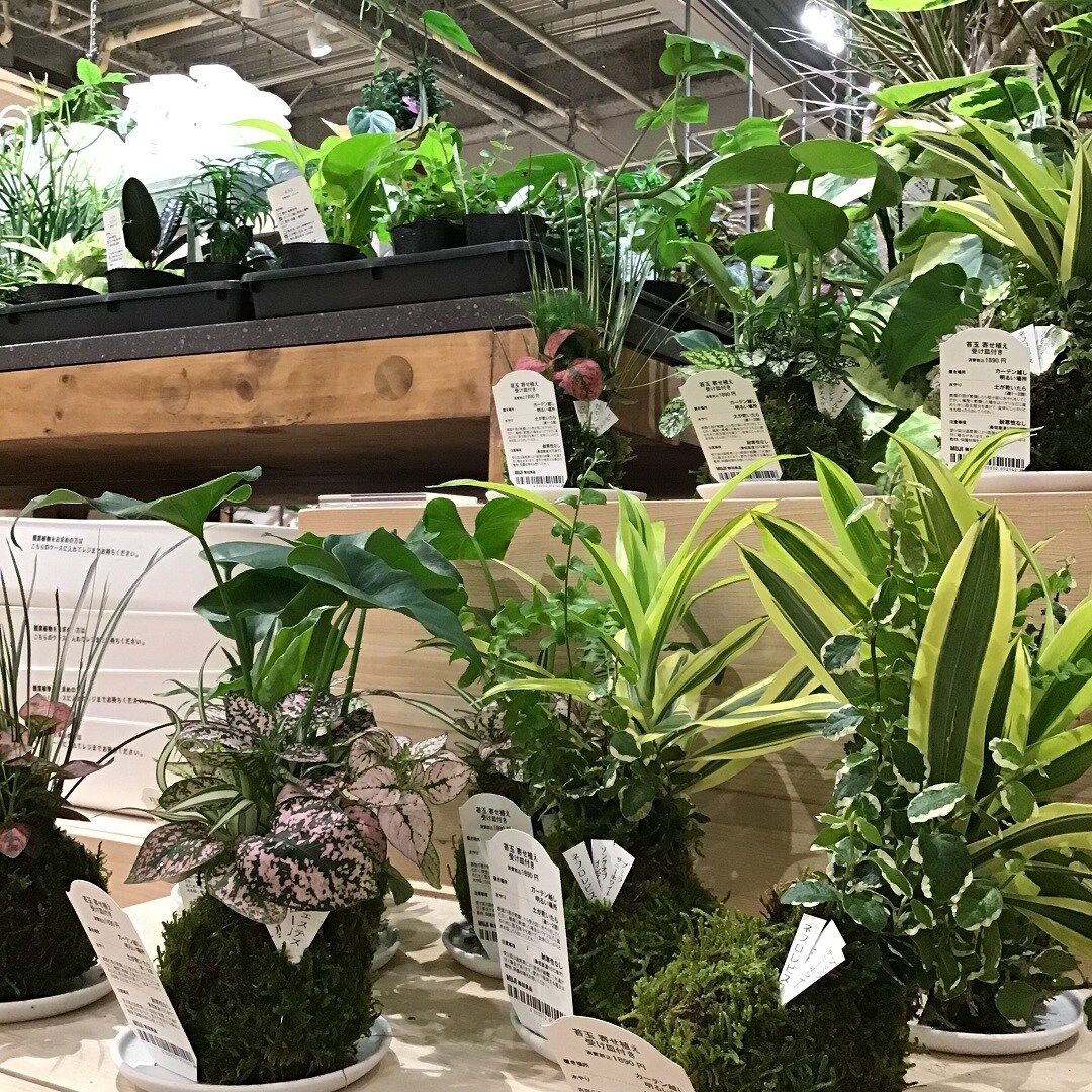 【春日井】可愛いフォルムの寄せ植え苔玉