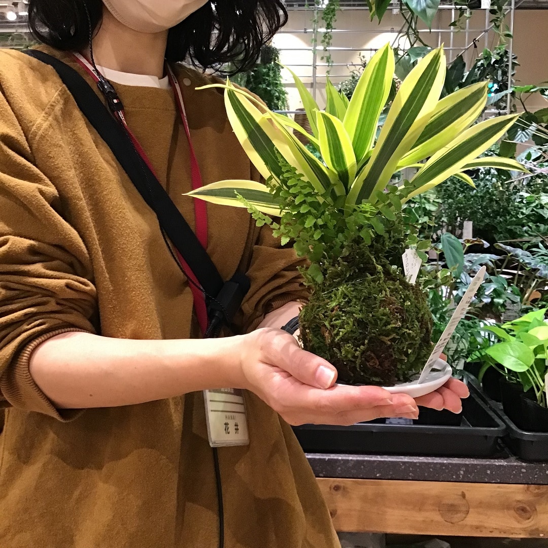 【春日井】可愛いフォルムの寄せ植え苔玉