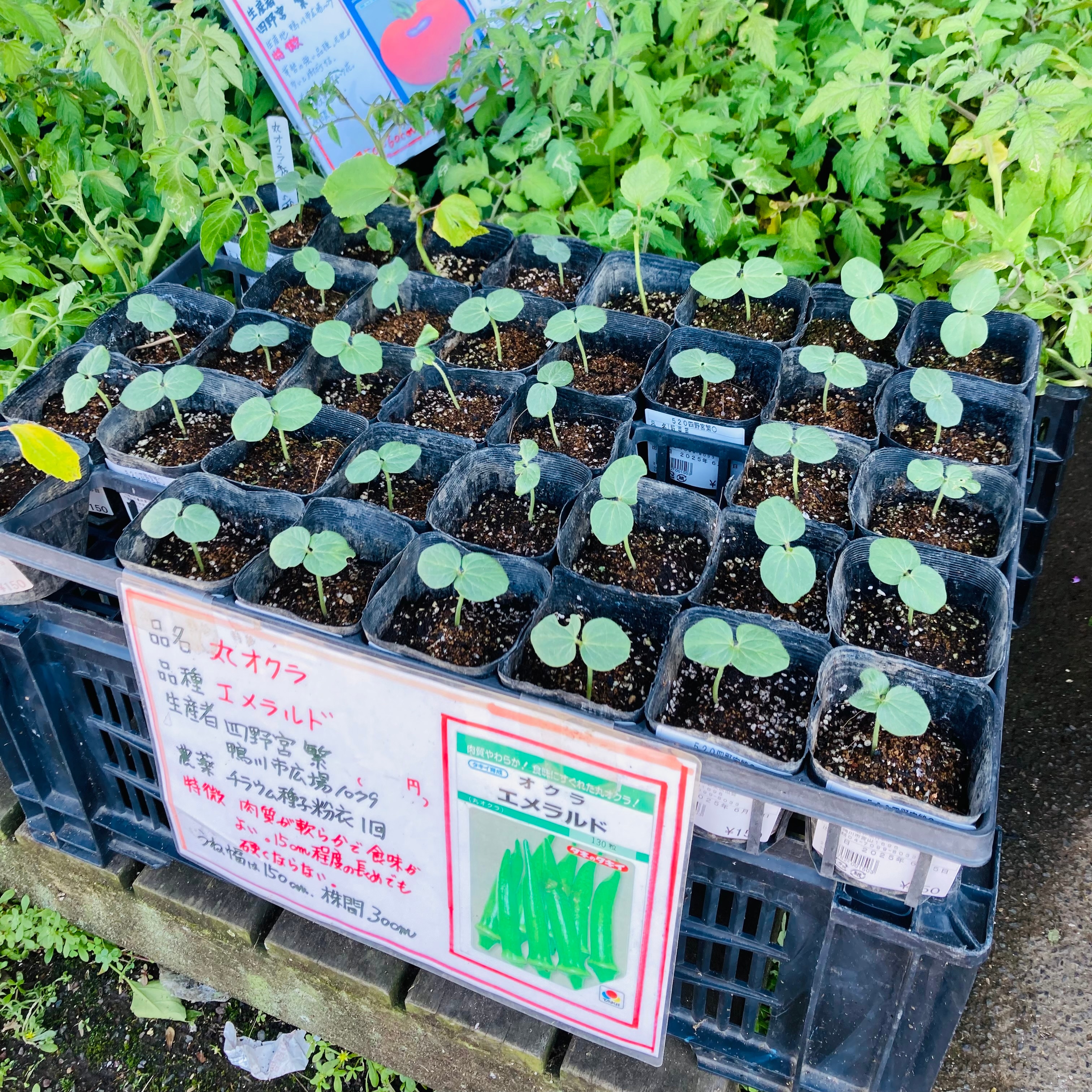 野菜の苗 2