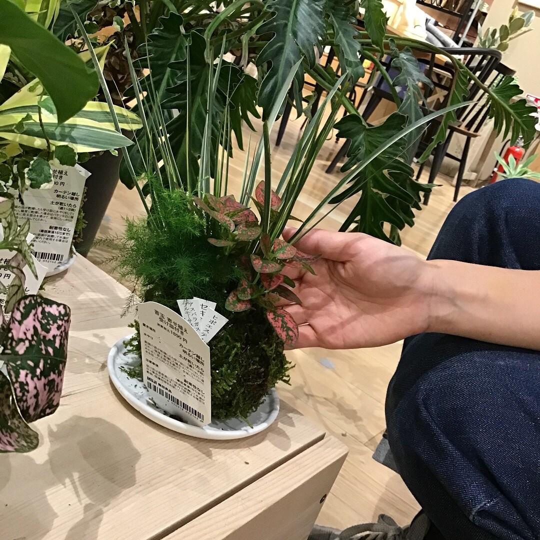 【春日井】可愛いフォルムの寄せ植え苔玉
