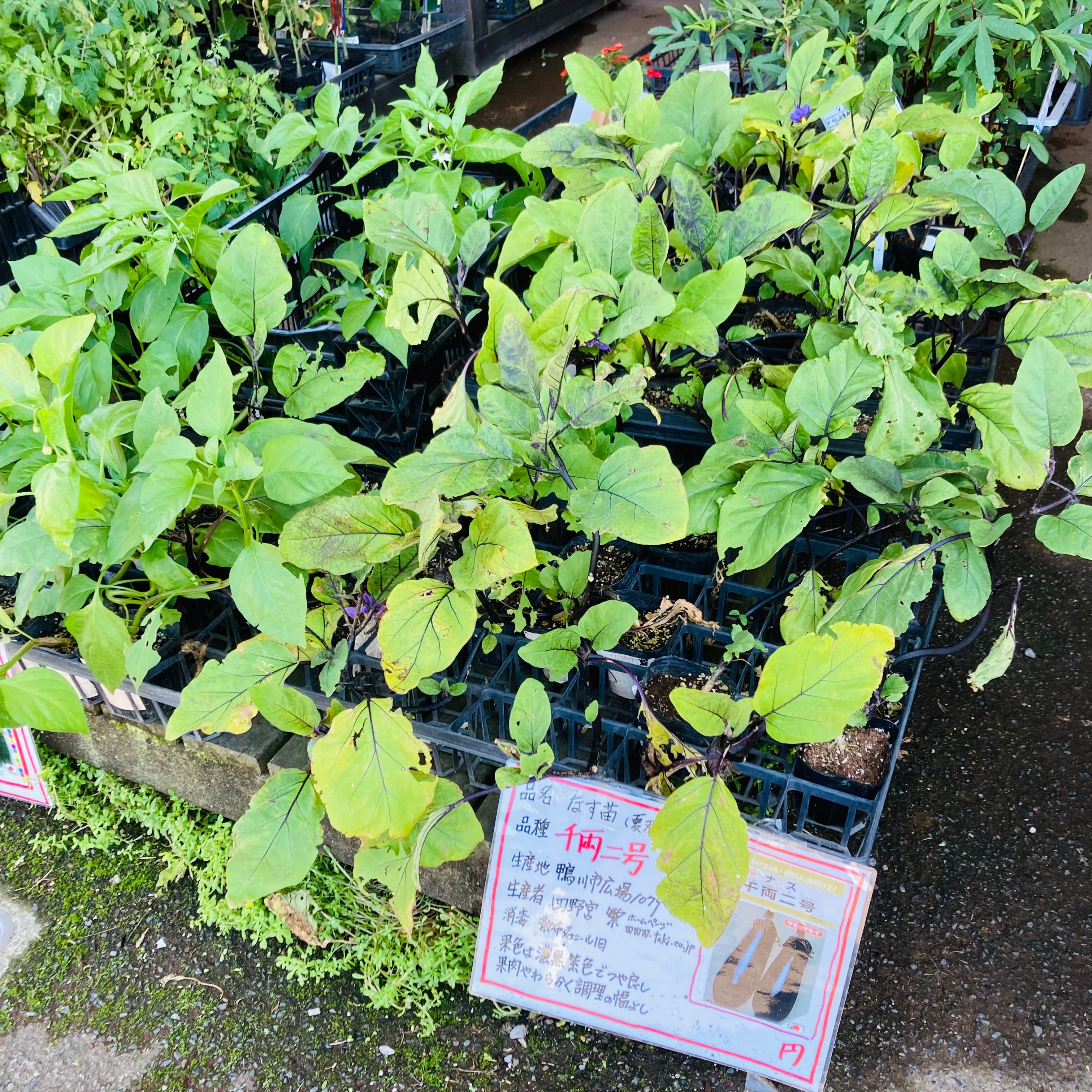 夏野菜の苗4