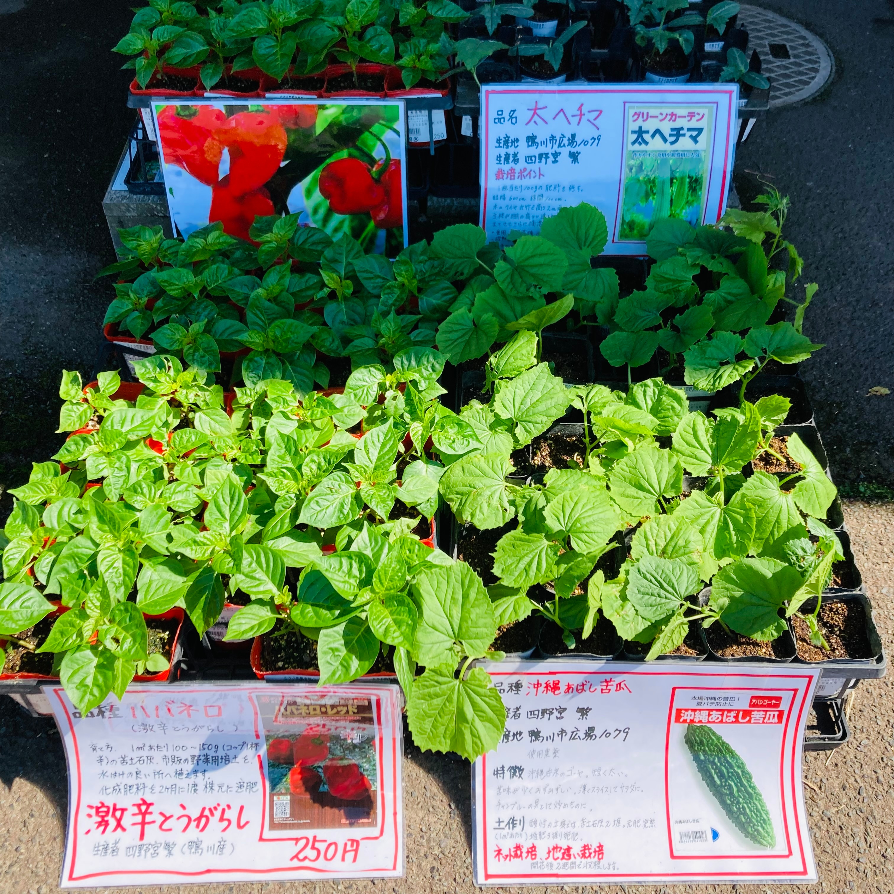 野菜の苗 5