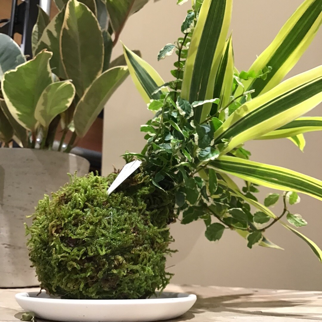 【春日井】可愛いフォルムの寄せ植え苔玉