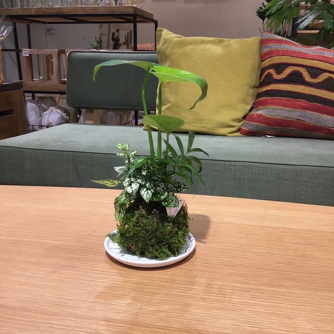 【春日井】可愛いフォルムの寄せ植え苔玉
