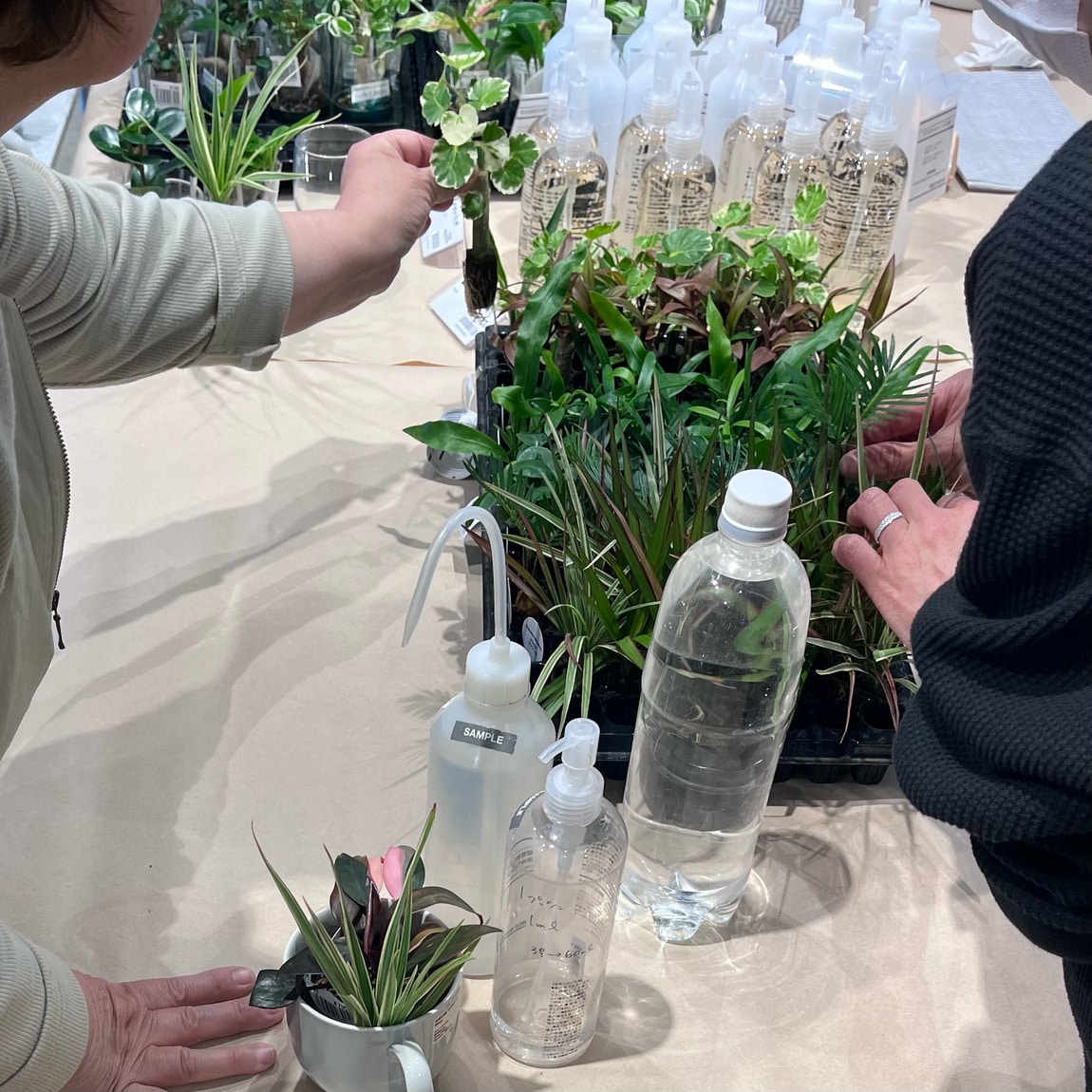 植物を選んでいる様子