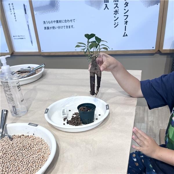 ガジュマル
