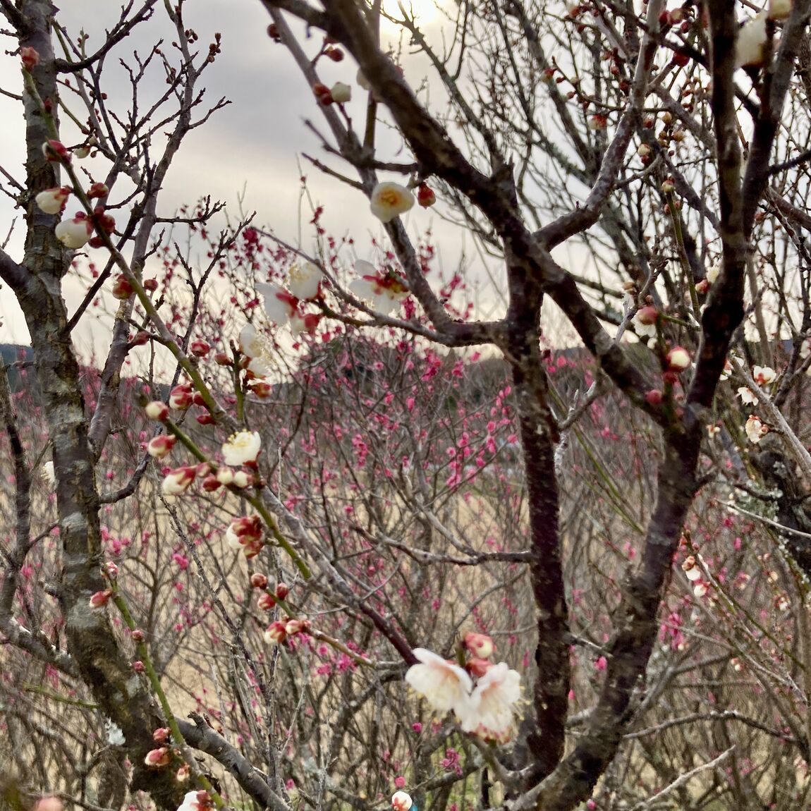 【みんなみの里】晩柑色々
