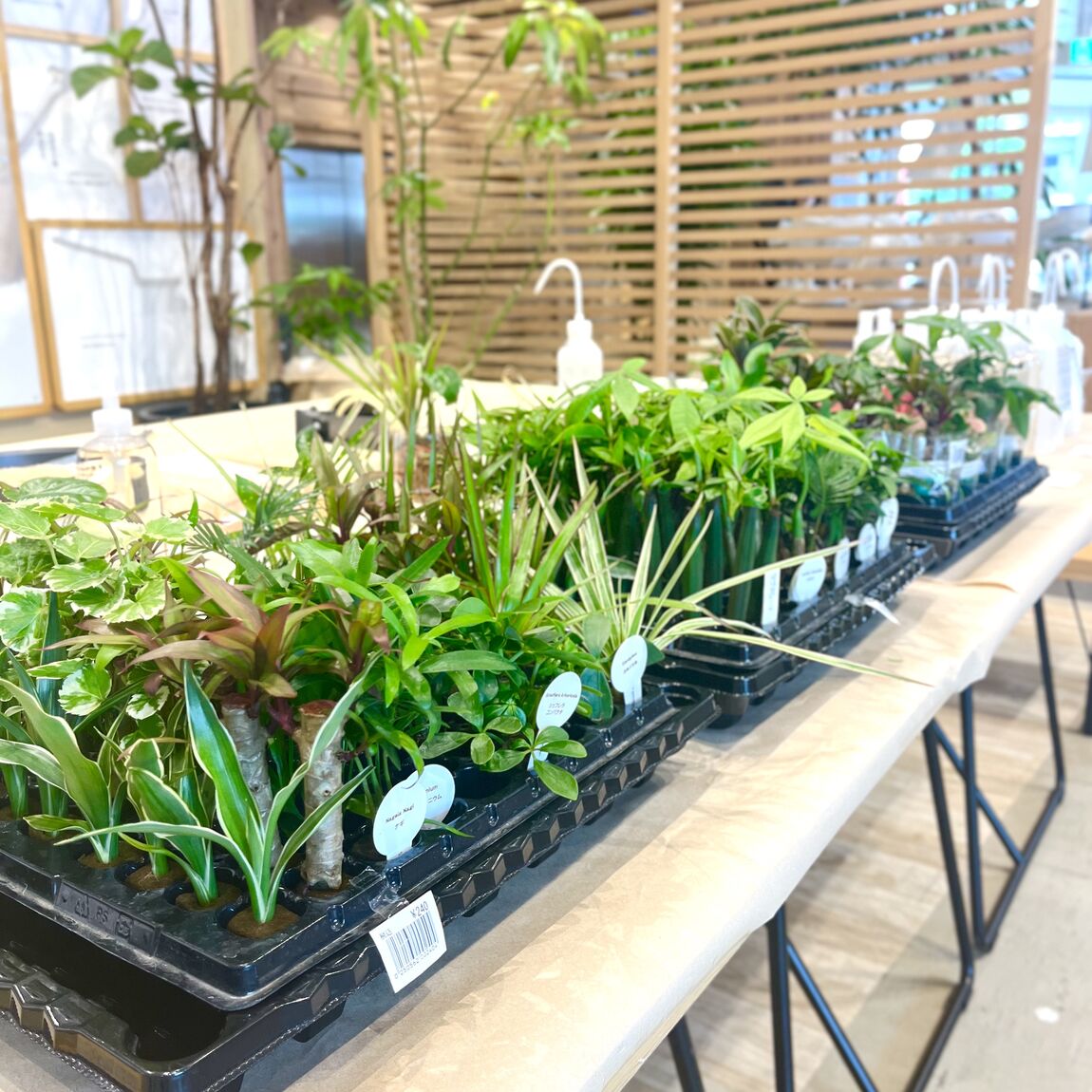 植物苗1
