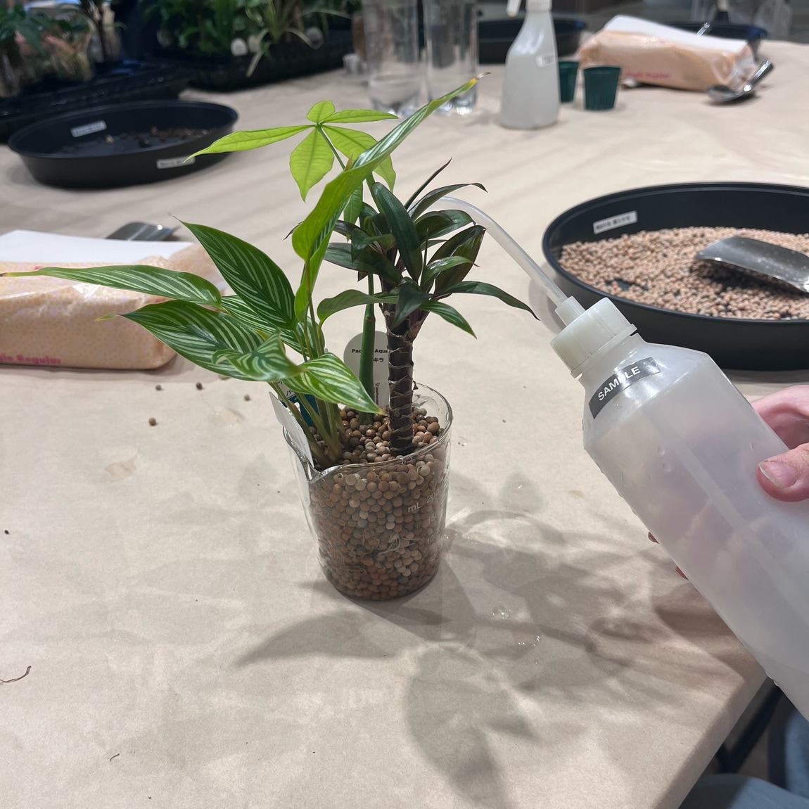 水やり