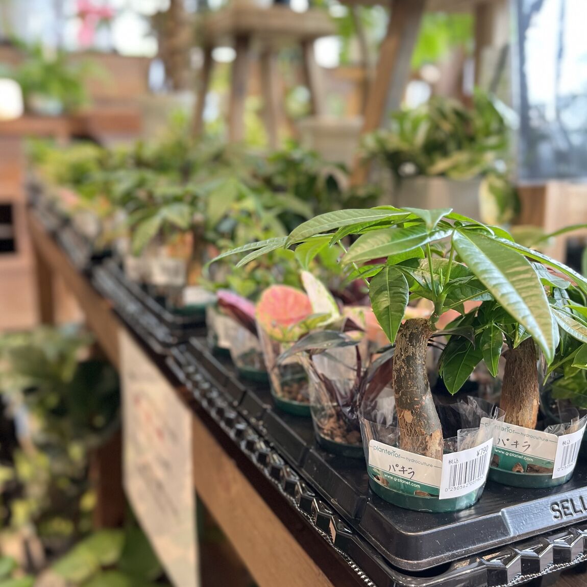 植物1