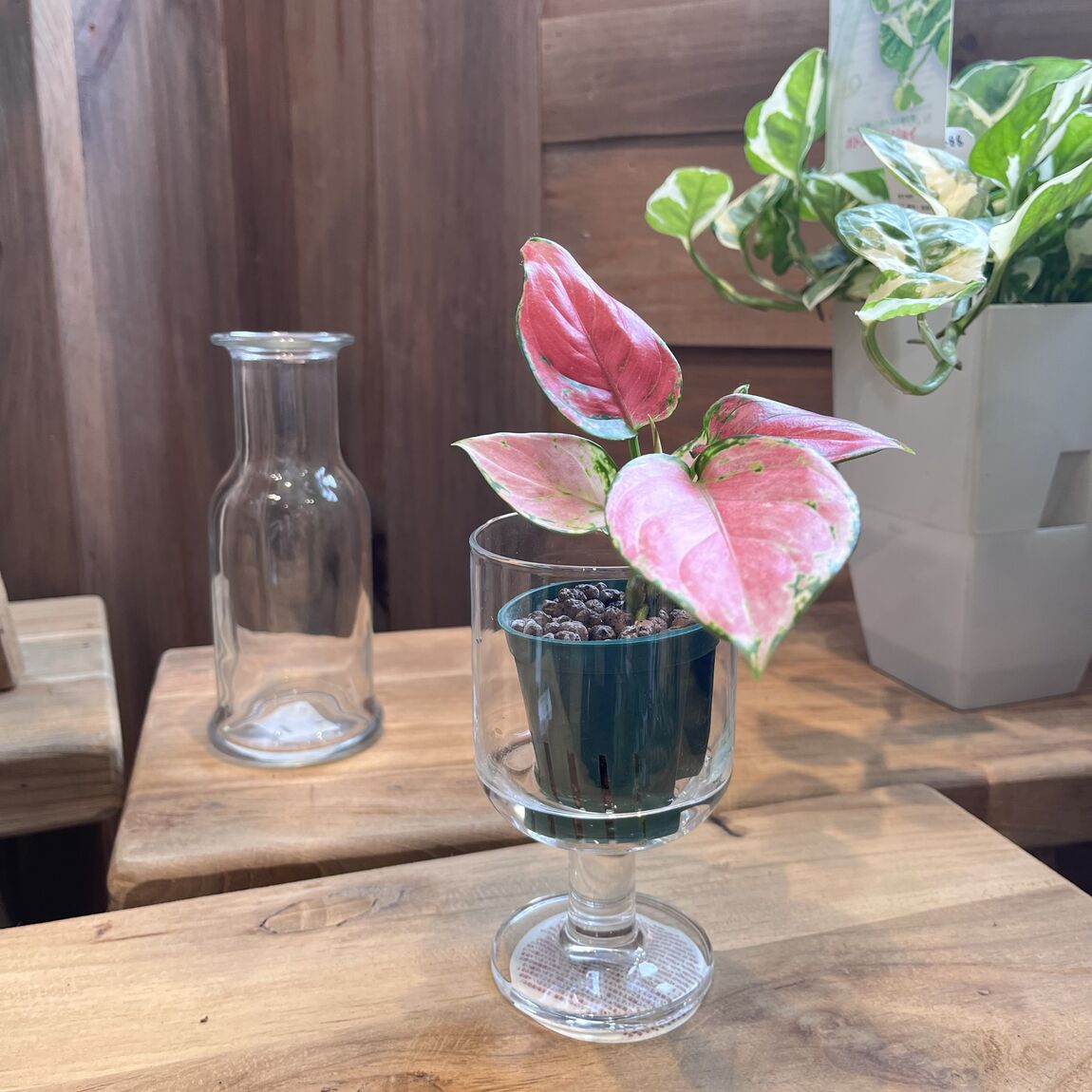 グラスと植物