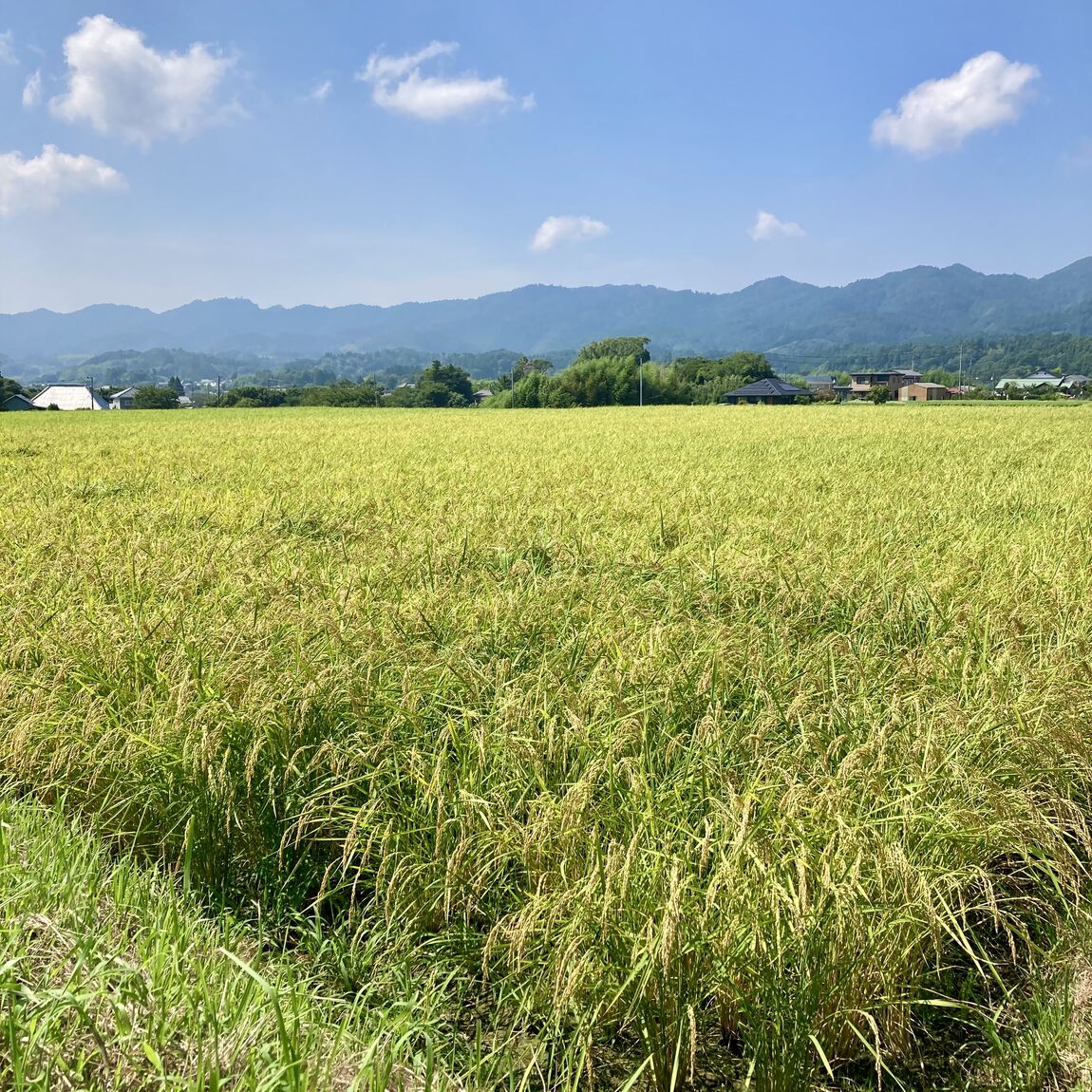 【みんなみの里】夏に疲れるなんて