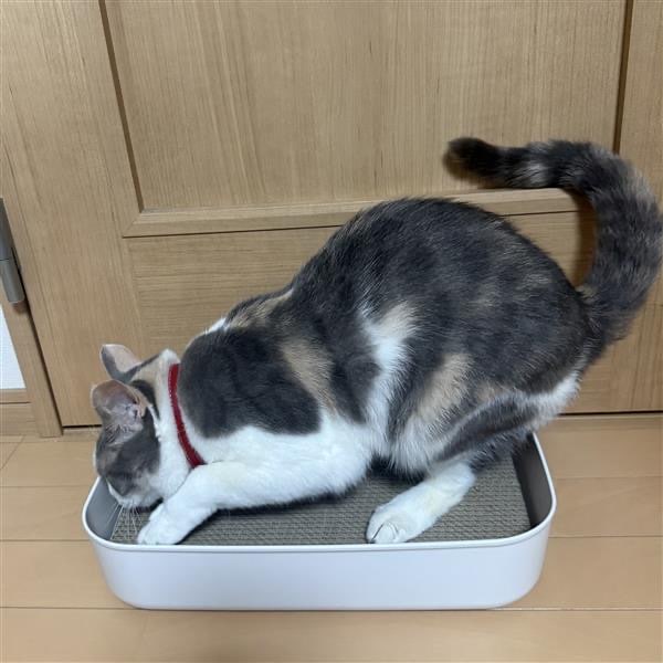 爪研ぎ