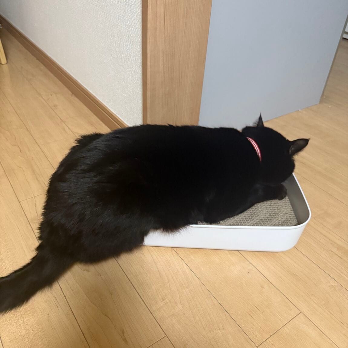 爪研ぎ