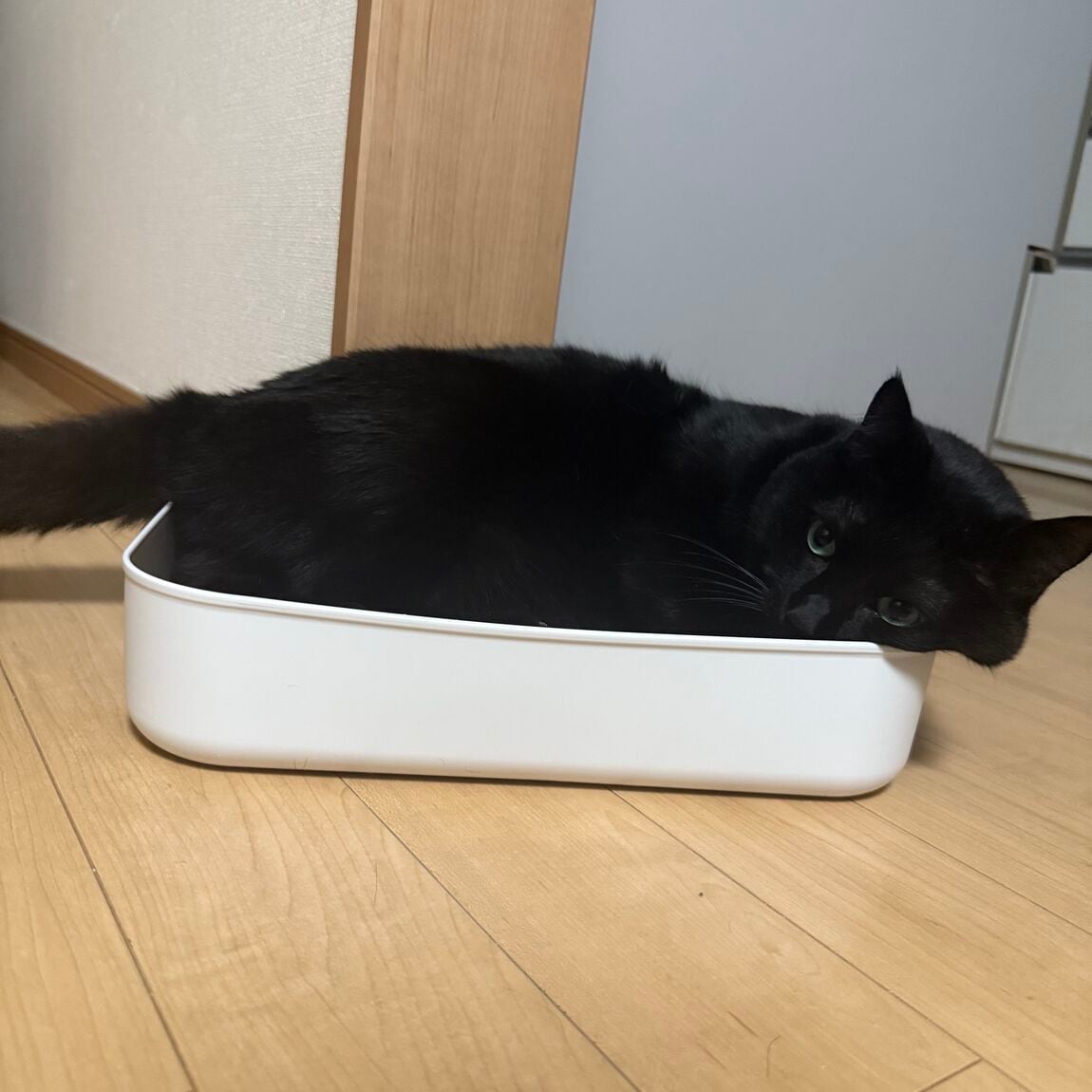 爪研ぎ