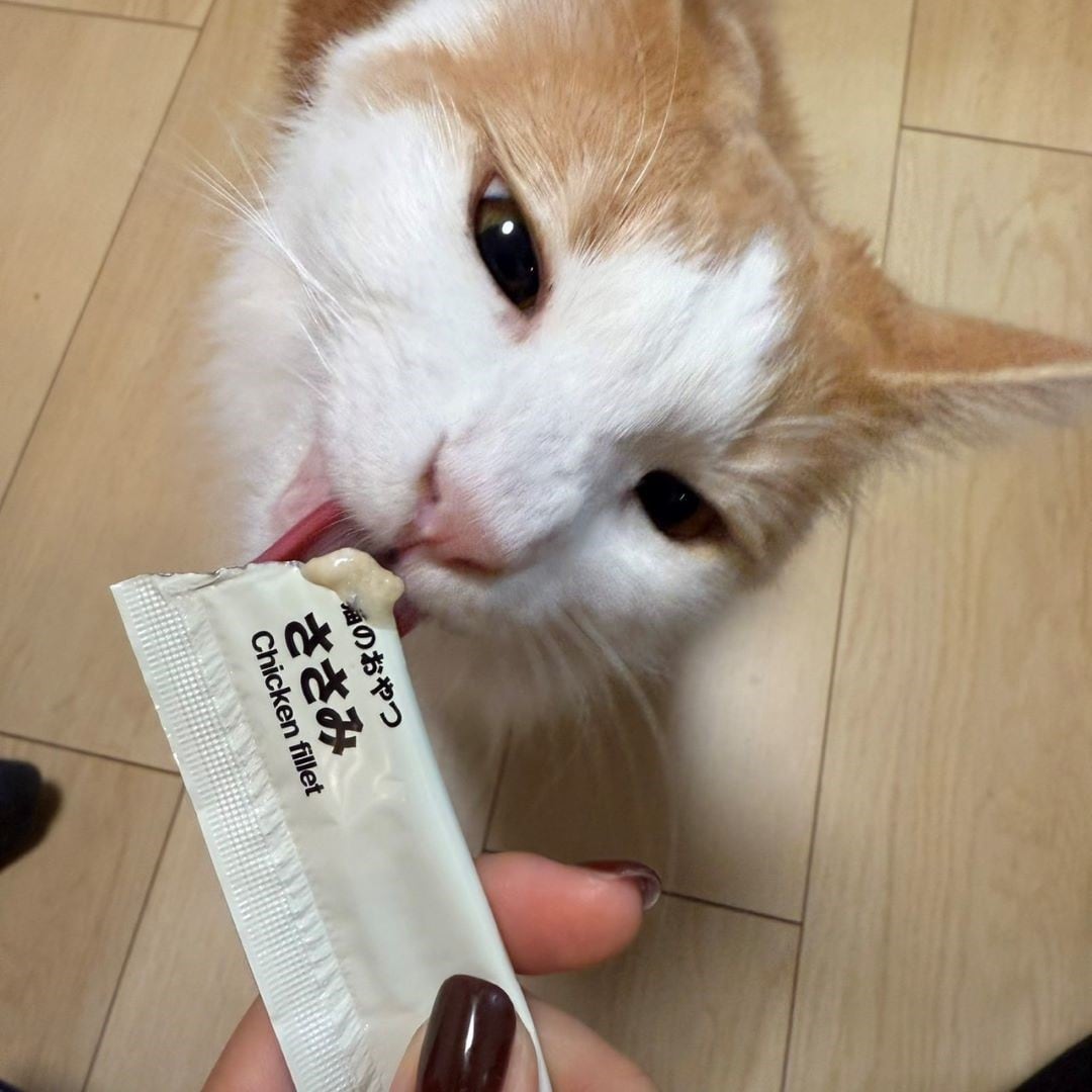 猫のごはん