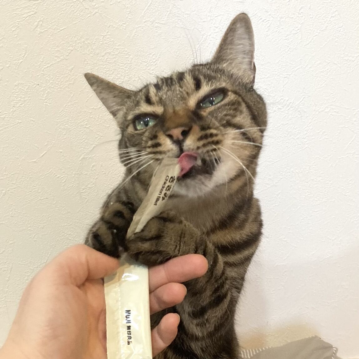 猫用おやつ