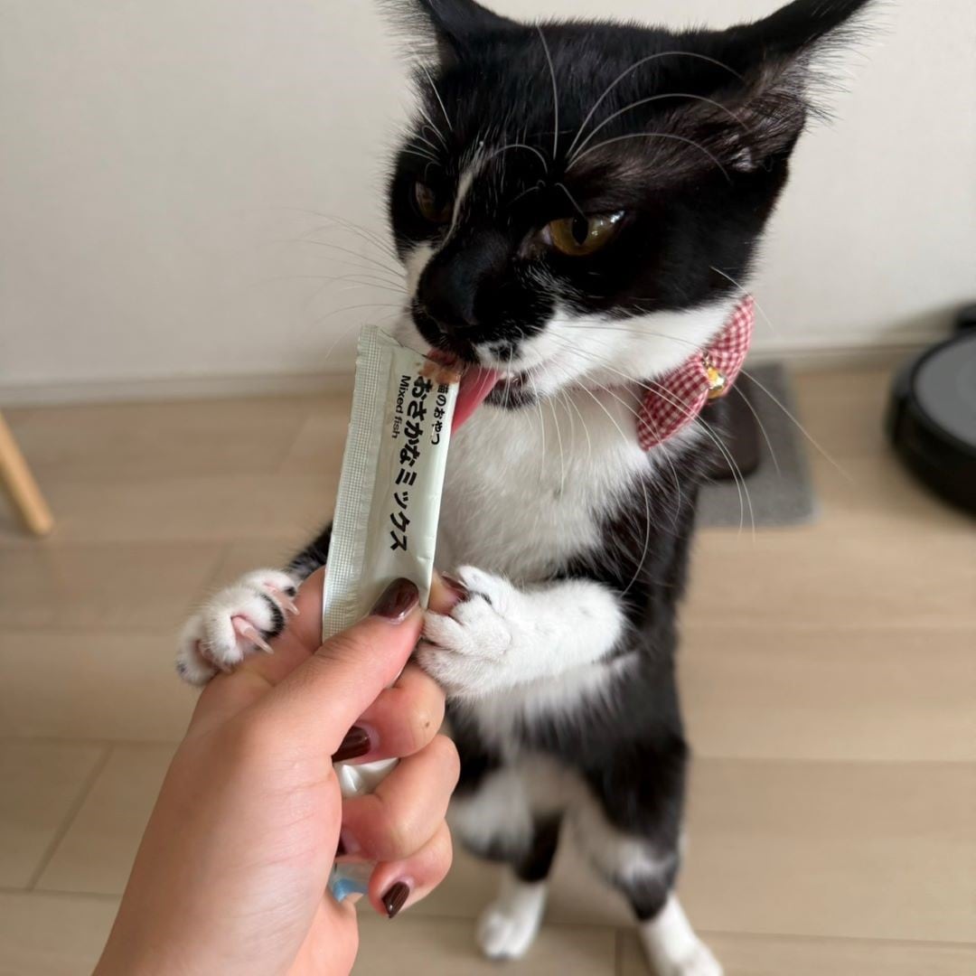 猫のごはん