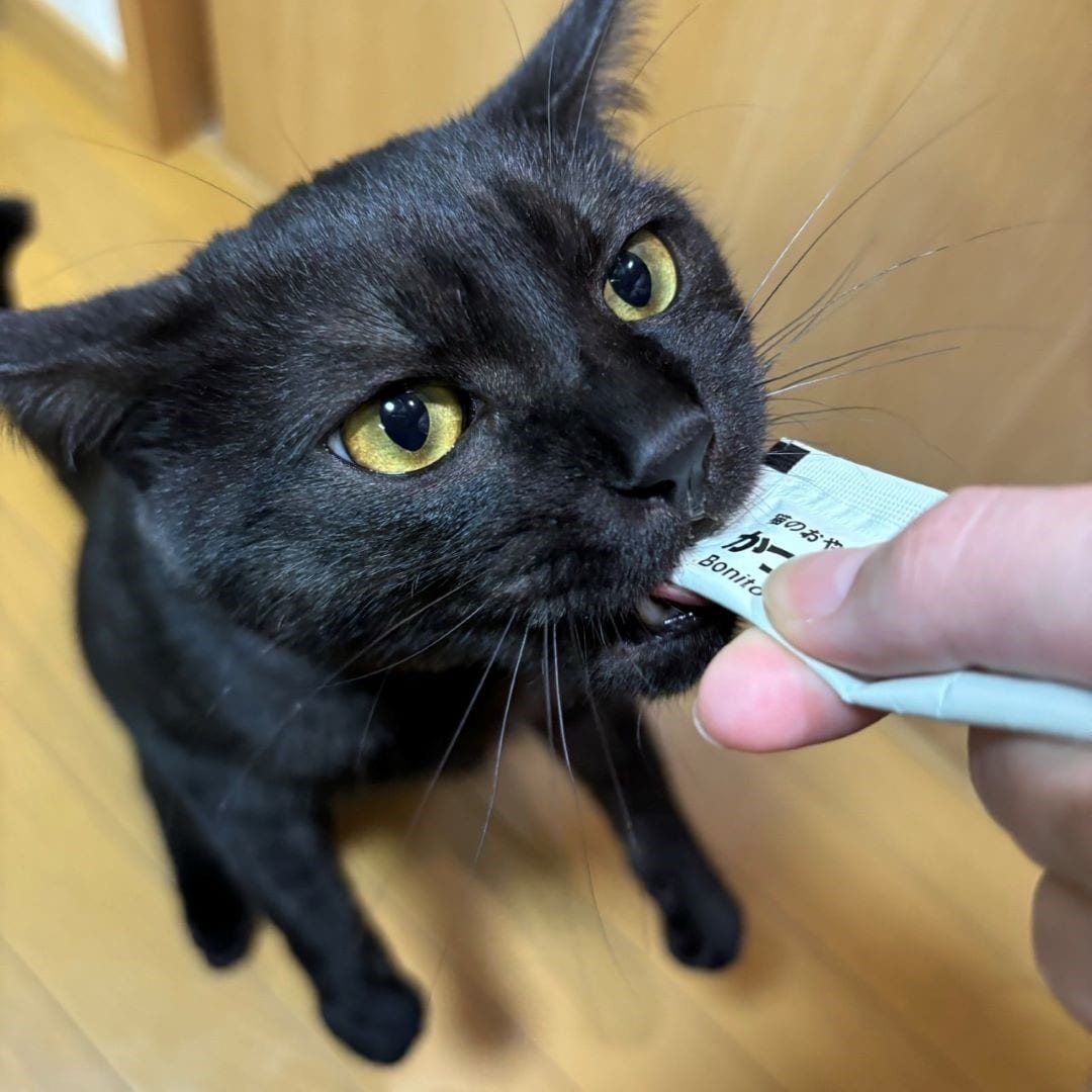 猫のごはん