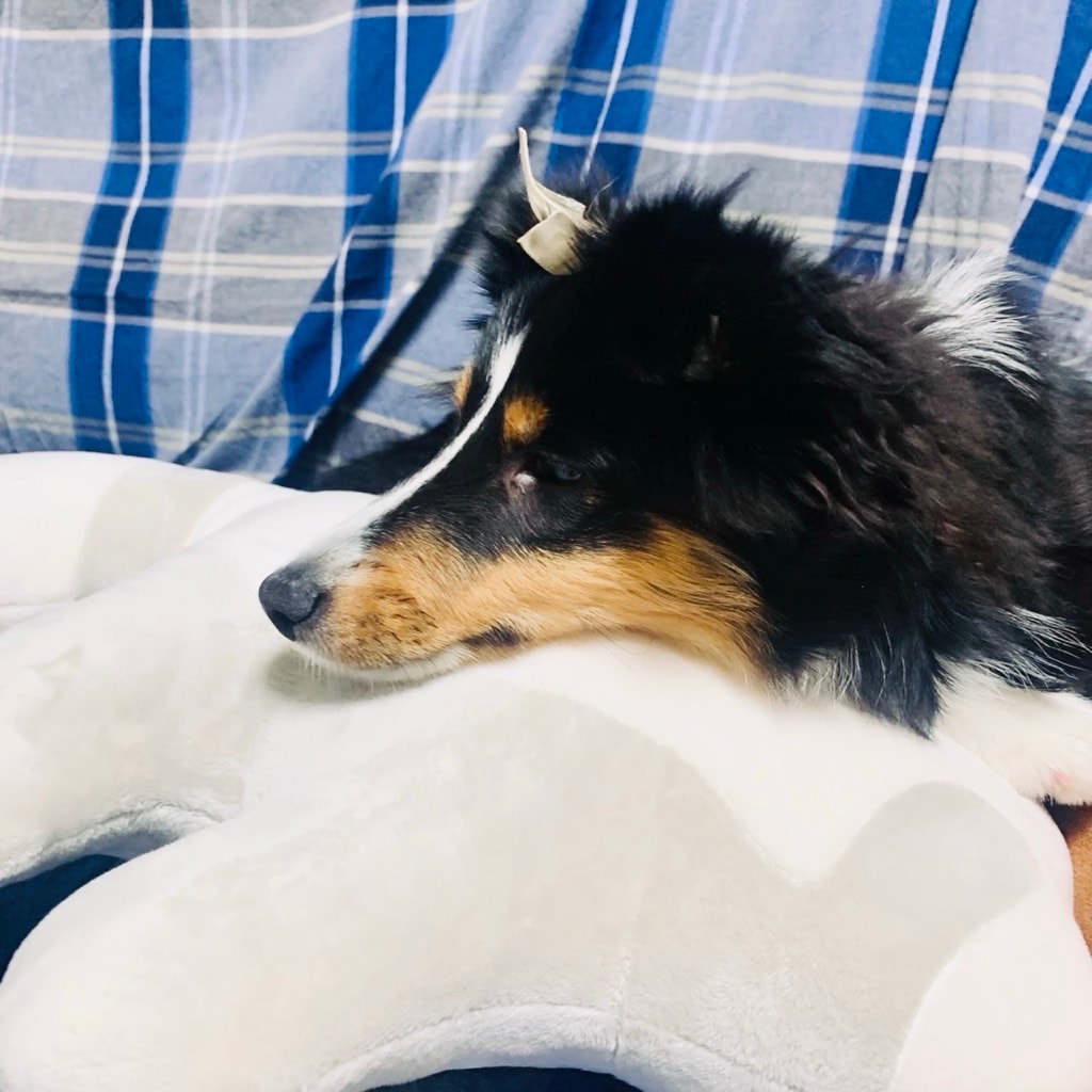 かりん